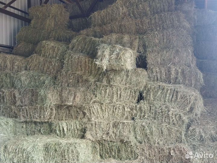 Сено, в кипах 18-20 кг