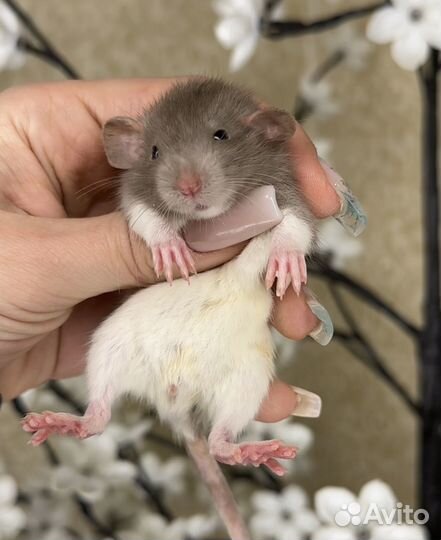 Крысы дамбо девочки и мальчики. Крысята Дамбо