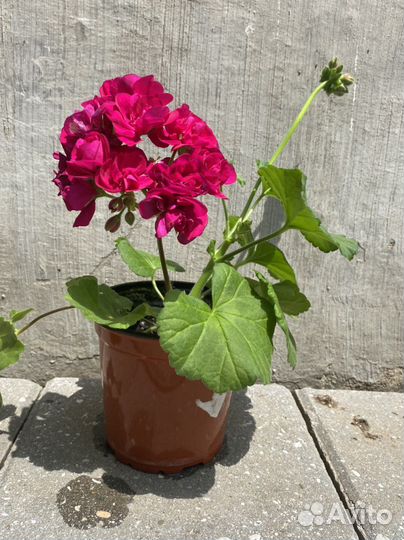 Герань, пеларгония, цветущее растение