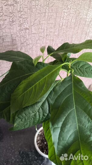 Авокадо растение