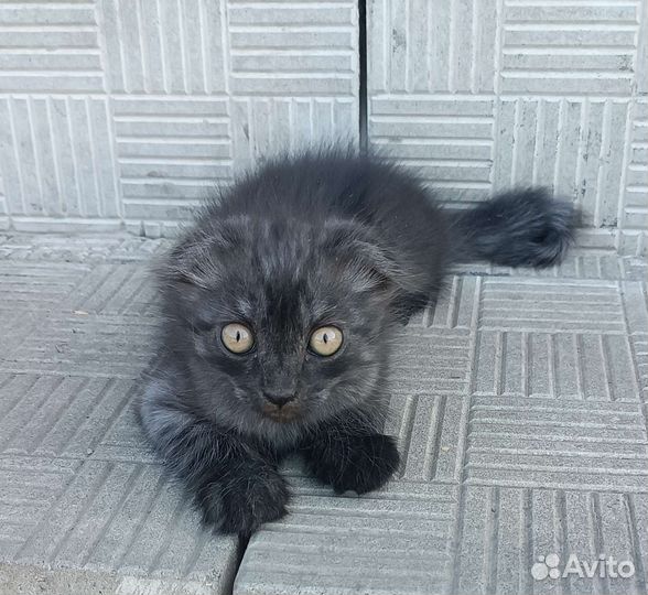 Котята в добрые руки бесплатно