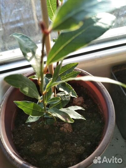 Лавровый лист один отросток