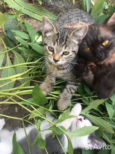 Котята в добрые руки бесплатно