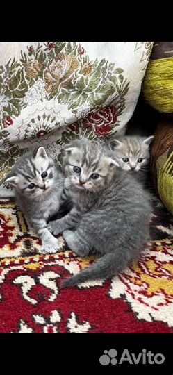 Шотладские котята