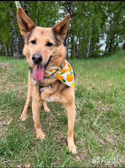 Собака в добрые руки