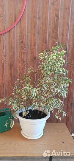 Фикус бенджамина