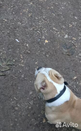 Вязка амбулли