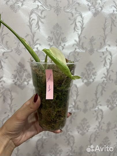 Монстера альба