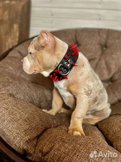 Американский булли