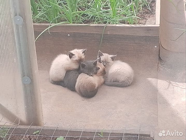 Котятки-дикушки