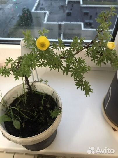 Лапчатка белая, розовая