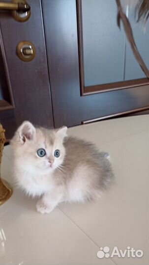 Британская