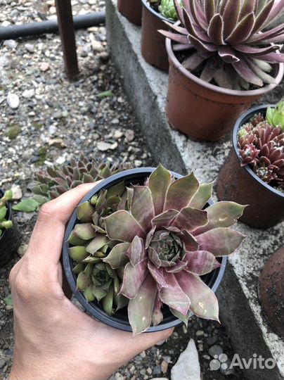 Каменная роза