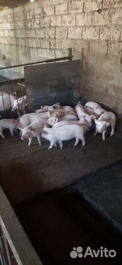 Поросята мать см1 отец дюрок-петрен.возраст от 45