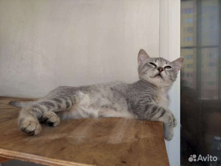 Очень красивый котенок девочка,2.5 мес