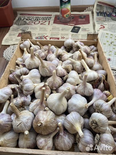 Озимый чеснок