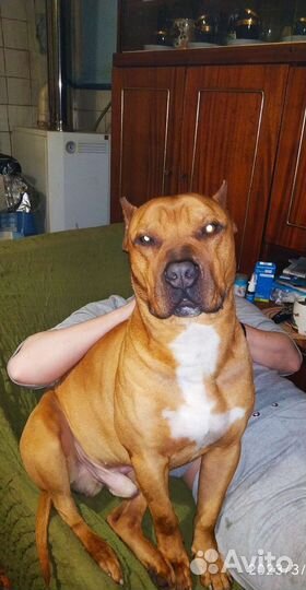 Американский питбультерьер вязка