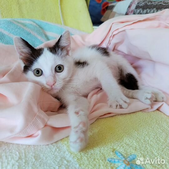 Котенок в добрые руки