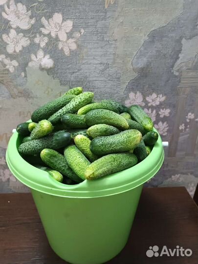Огурцы