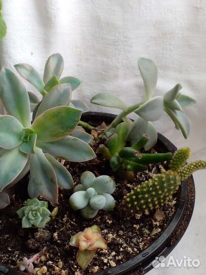 Суккуленты, крассулы, алоэ декоративные