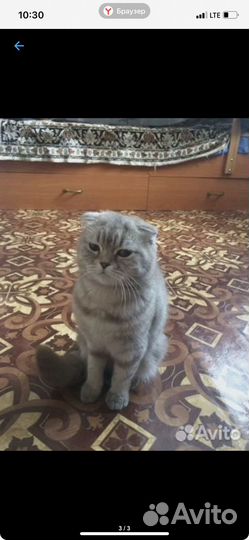 Продам очаровательных котят