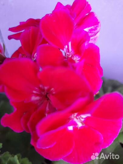 Пеларгония Тоскана Таммо