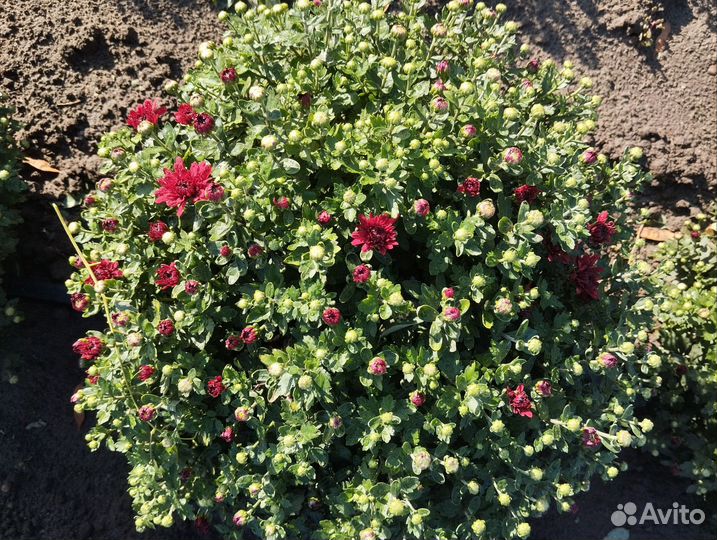 Хризантемы мультифлора