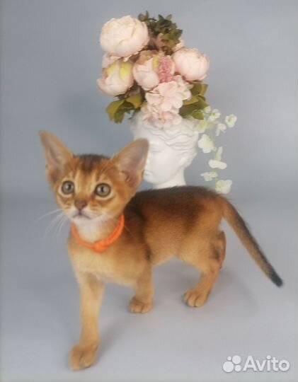 Абиссинская девочка