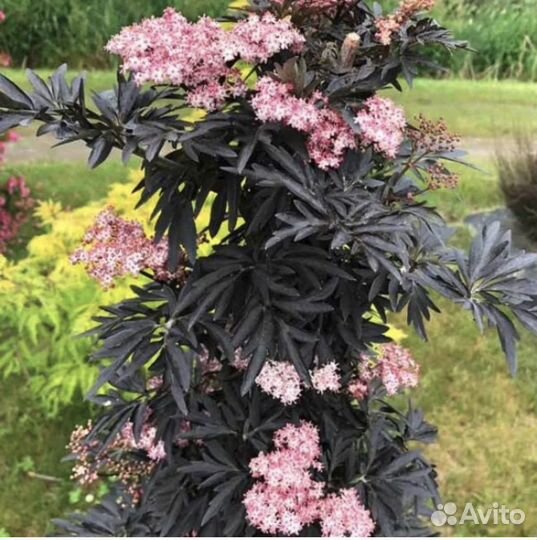 Бузина черная Лэйсд Ап и Серенада, Скумпия