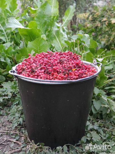 Барбарис ягоды