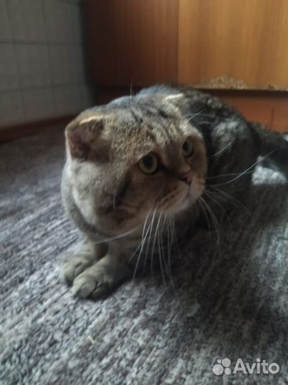 Британский вислоухий кот