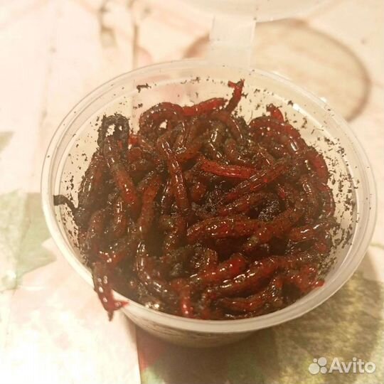 Мотыль для рыбалки