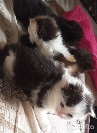 Котята