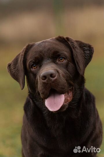 Щенки лабрадора шоколадные