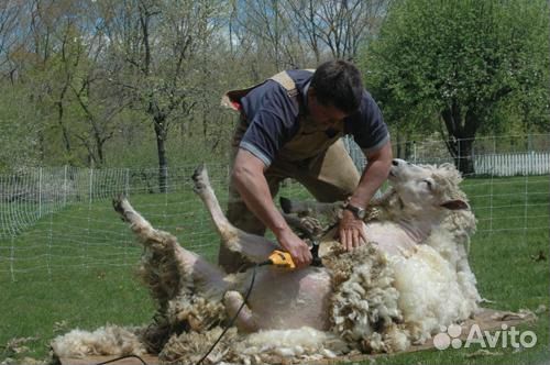 Стригальная машинка для овец