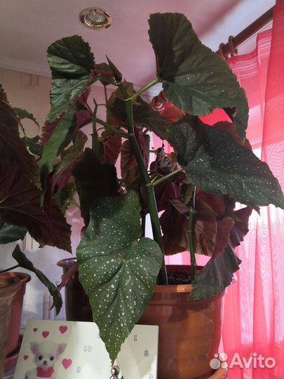 Бегония декоративно лиственная