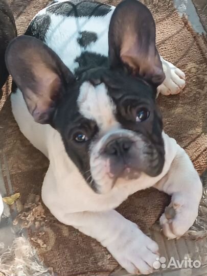 Французский бульдог