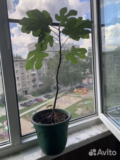 Инжир деревце