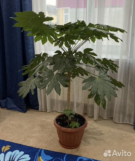 Продам цветок Фатсия, очень шикарный