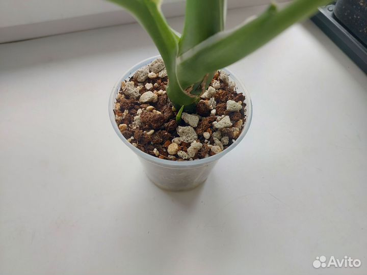 Диффенбахия