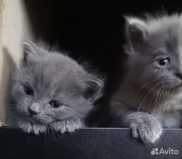 Котята от невской маскаоадной