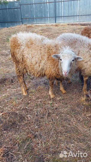 Баран молодой