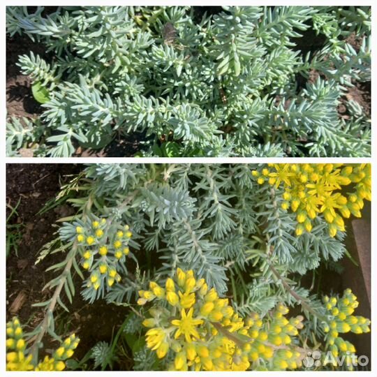 Почвопокровные растения для сада