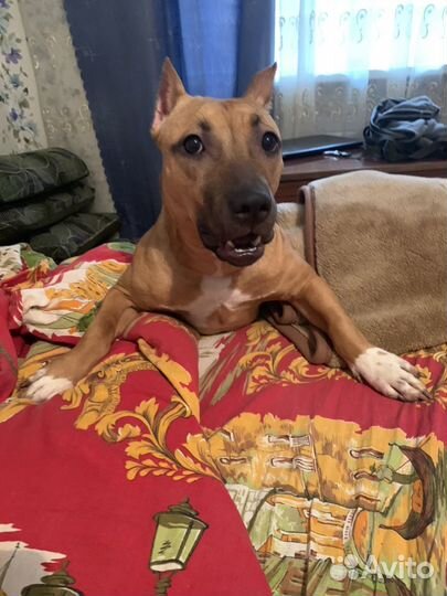 Передержка собак