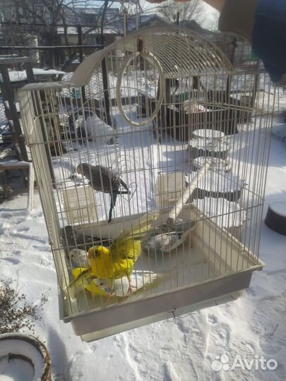 Волнистый попугай