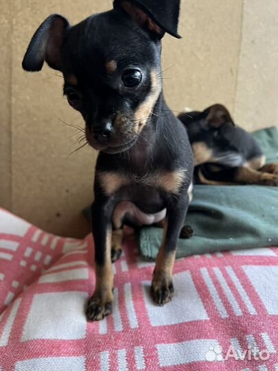 Щенки русский той-терьер