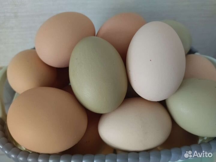 Инкубационное яйцо