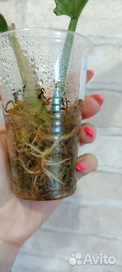 Филодендрон джангл буги