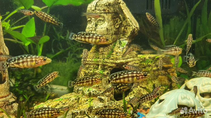 Рыбки Цихлиды Юлидохромисы