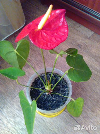 Антуриум Андрэ